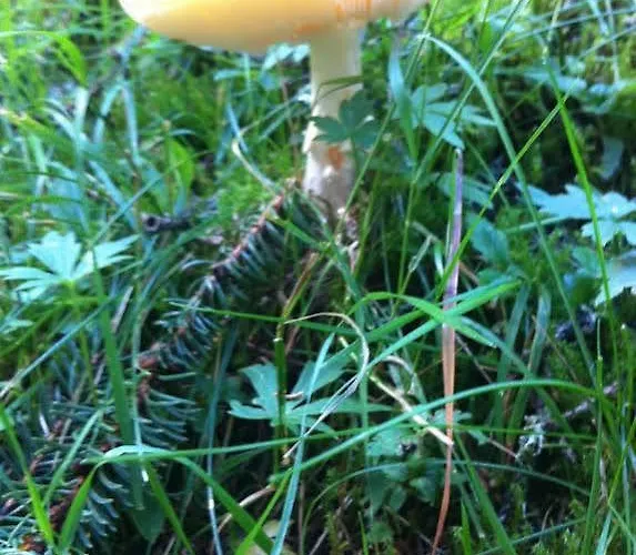 Haus Antonia בית הארחה *