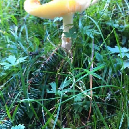 Haus Antonia Penzion *